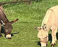 mini-donkey-donkey-miniature