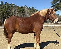 sorrel-gelding-for-sale