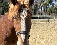 15-hand-haflinger-gelding