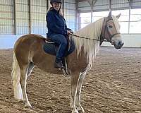 haflinger-horse-for-sale