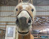 haflinger-horse