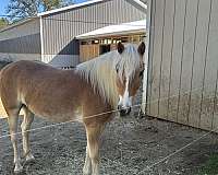 haflinger-gelding
