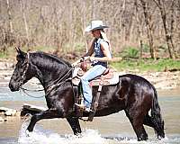 all-around-friesian-horse