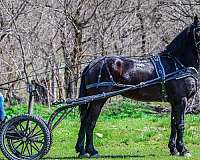 athletic-friesian-horse