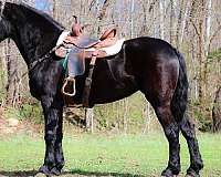 draft-friesian-horse