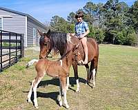 athletic-import-canadian-pony
