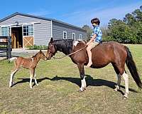 athletic-import-paint-pony