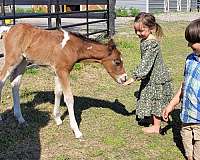 athletic-import-pony