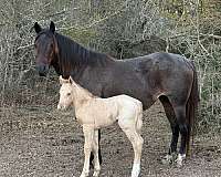 dunalino-quarter-pony-colt