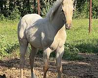 college-quarter-pony