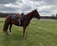 quarter-horse-gelding