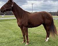 quarter-horse