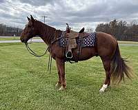 quarter-horse-for-sale