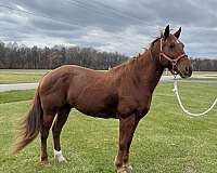 gelding