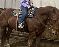 cross-gelding