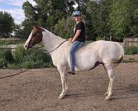 ranch-work-pinto-pony