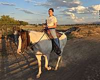 beginner-pinto-pony
