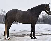 all-around-warmblood-horse