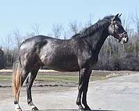athletic-warmblood-horse