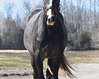 investment-warmblood-horse