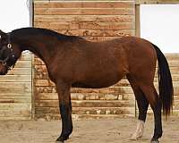 all-around-warmblood-horse
