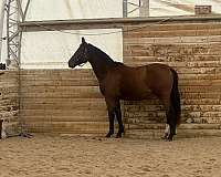 breeding-warmblood-horse