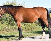 athletic-warmblood-horse