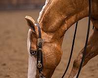 flashy-quarter-horse