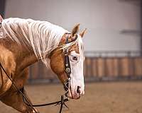 kid-safe-quarter-horse