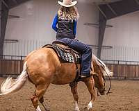 performance-quarter-horse
