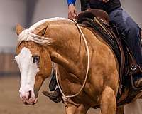 ranch-versatility-quarter-horse