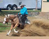 show-quarter-horse
