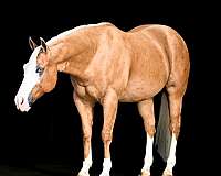show-hack-quarter-horse