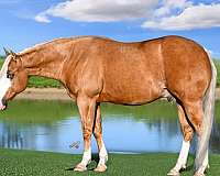 trail-quarter-horse