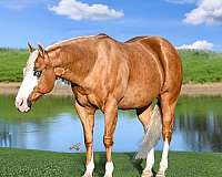 trail-riding-quarter-horse