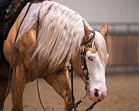 western-riding-quarter-horse