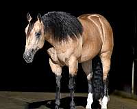 athletic-quarter-horse