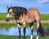 breeding-quarter-horse