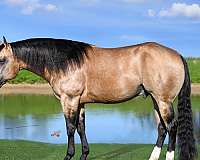 calf-roping-quarter-horse