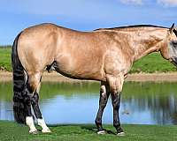 flashy-quarter-horse