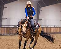 heel-quarter-horse