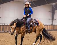 performance-quarter-horse