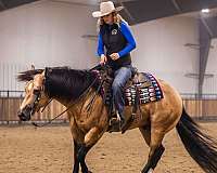 ranch-quarter-horse