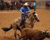 show-quarter-horse