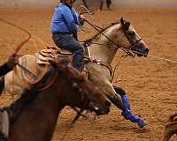 stallion-quarter-horse