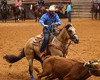 trail-quarter-horse