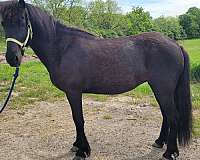 breeding-program-icelandic-horse