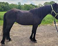 brave-icelandic-horse