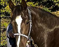 black-blaze-socks-horse