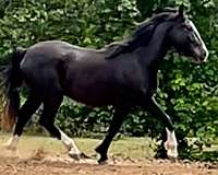 draft-cross-warmblood-horse